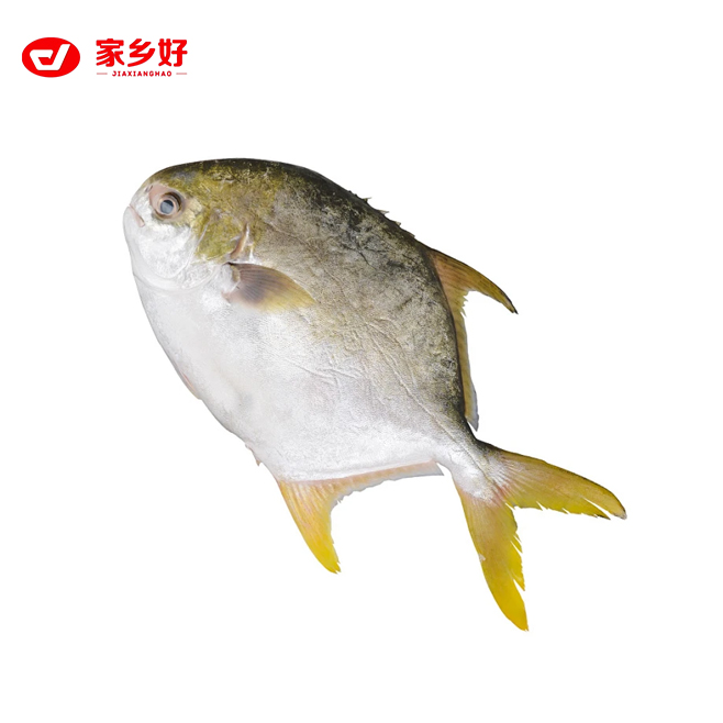 冰鲜金鲳鱼500-600 1条