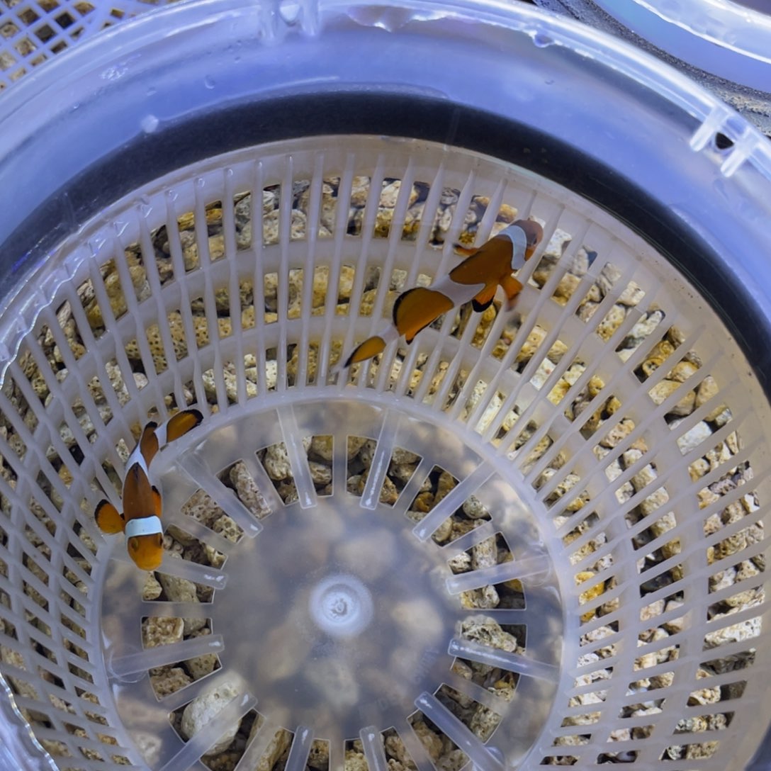 海水鱼野生公子一对✓