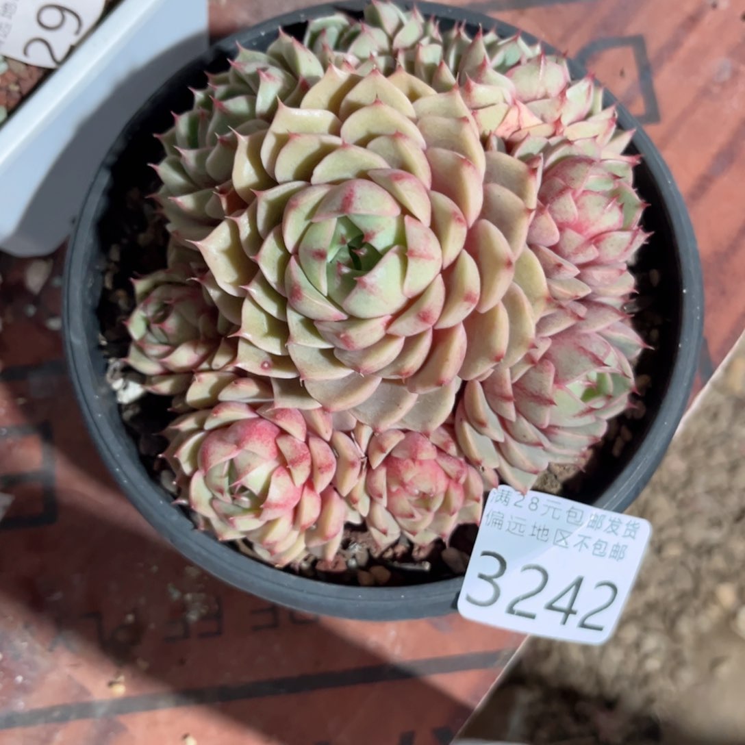 大3242、x b c b b n m