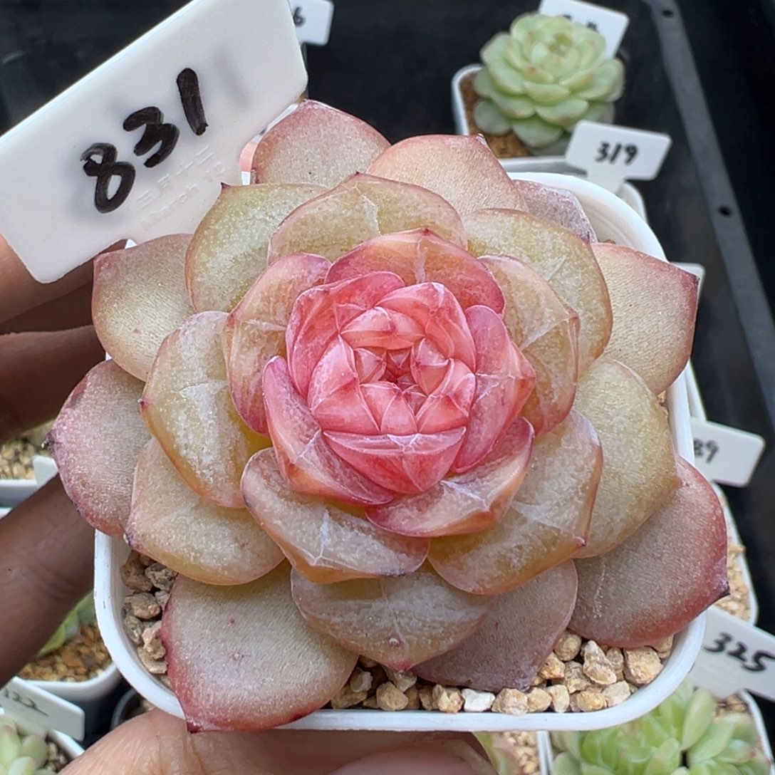 831号香辣堡 晗雨多肉