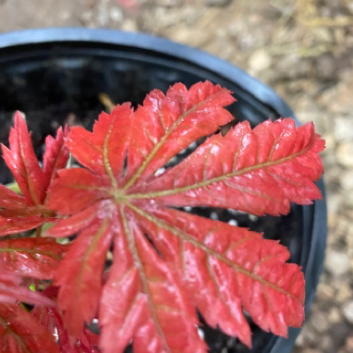 彩景枫品种橙色落日枫树盆景