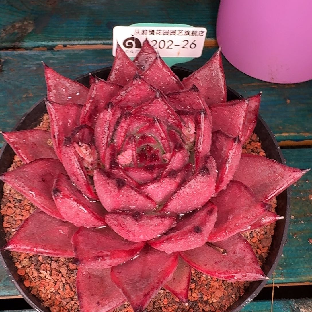 从前慢花园东云系多肉0202-26