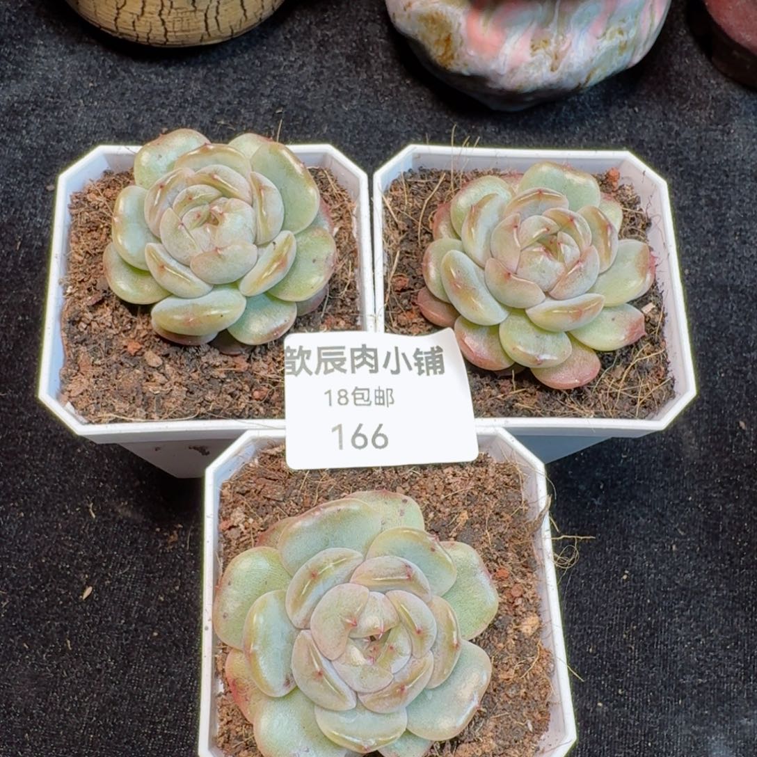 多肉植物  166 红色恋人