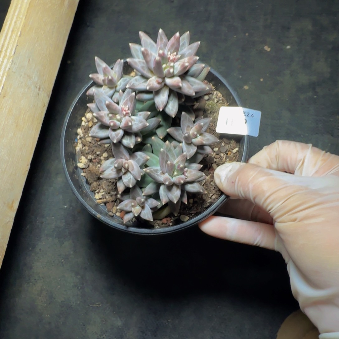 h h h h h h h h 49