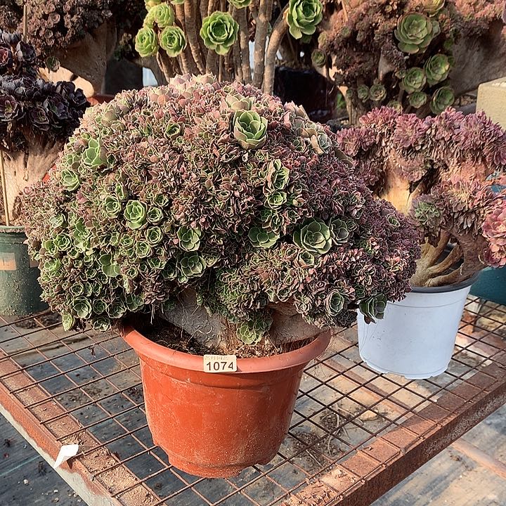 1074玫瑰一颗缀化一