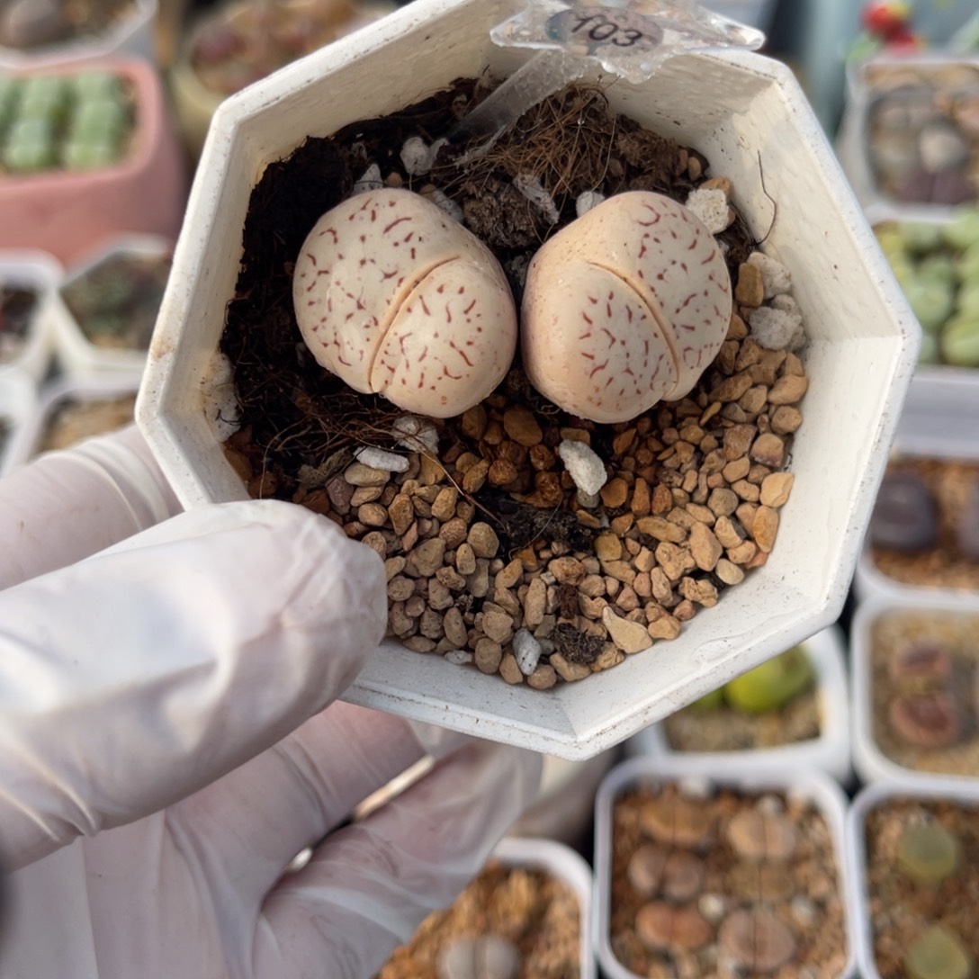 多肉植物一物一拍103