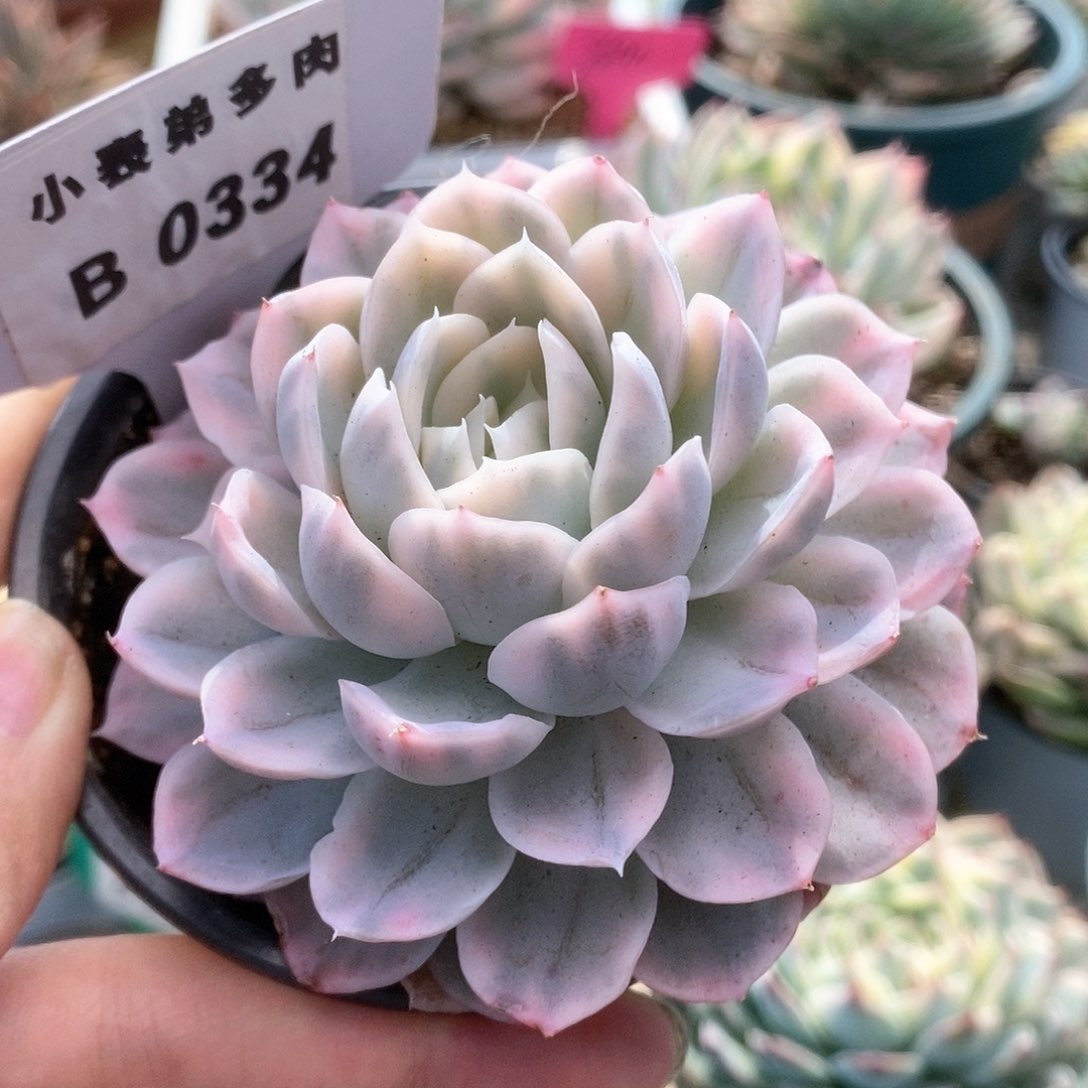 B334雪球锦锦锦锦锦锦锦