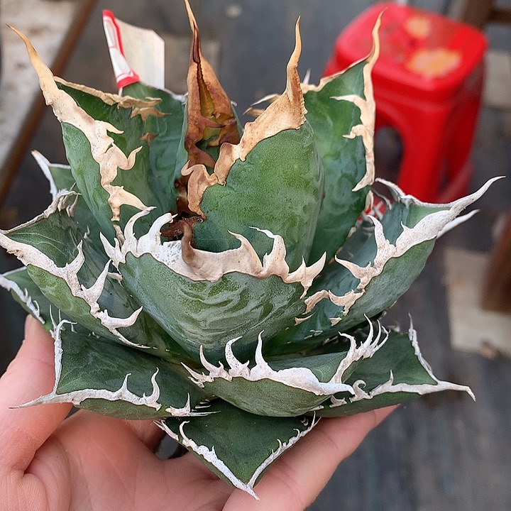 178海王1111111111111