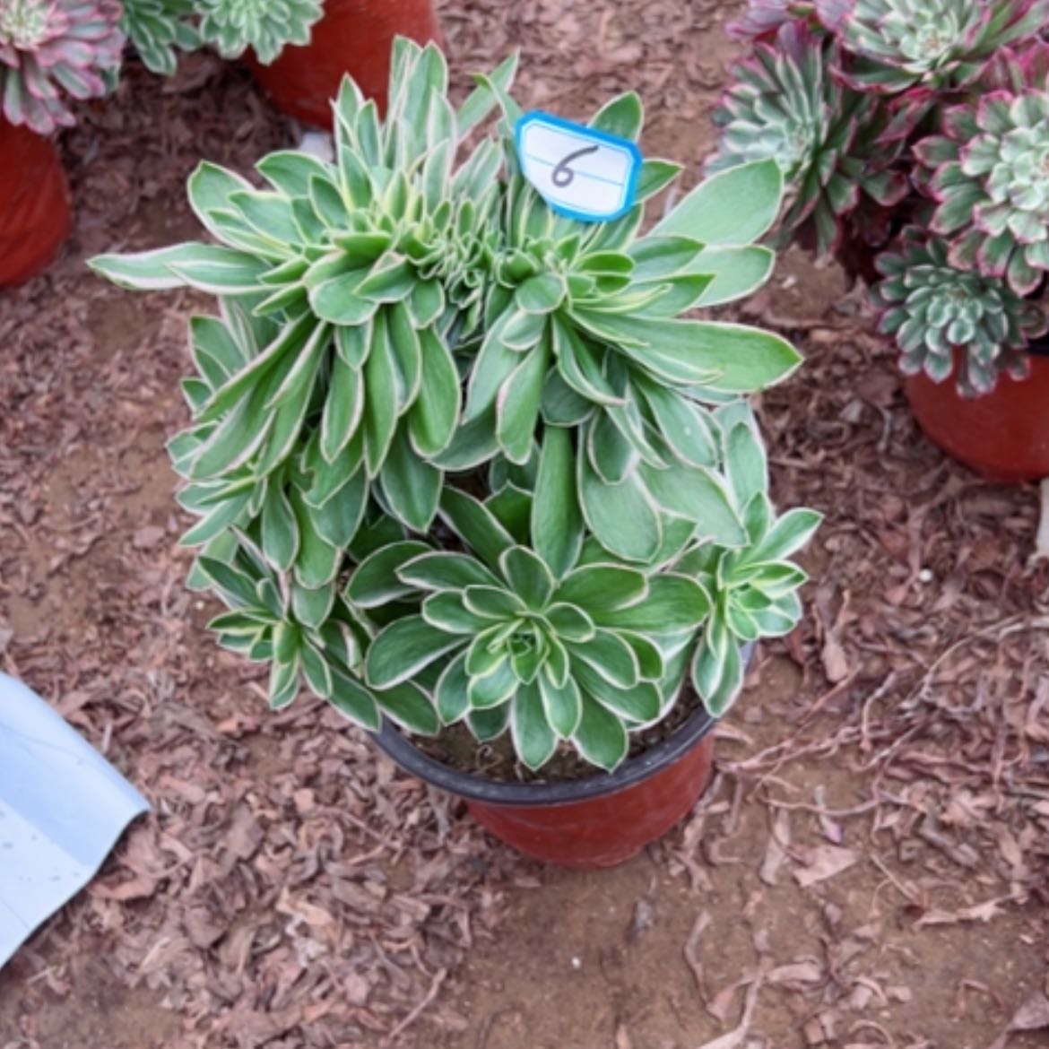 【闪购商品】多肉植物青莲6