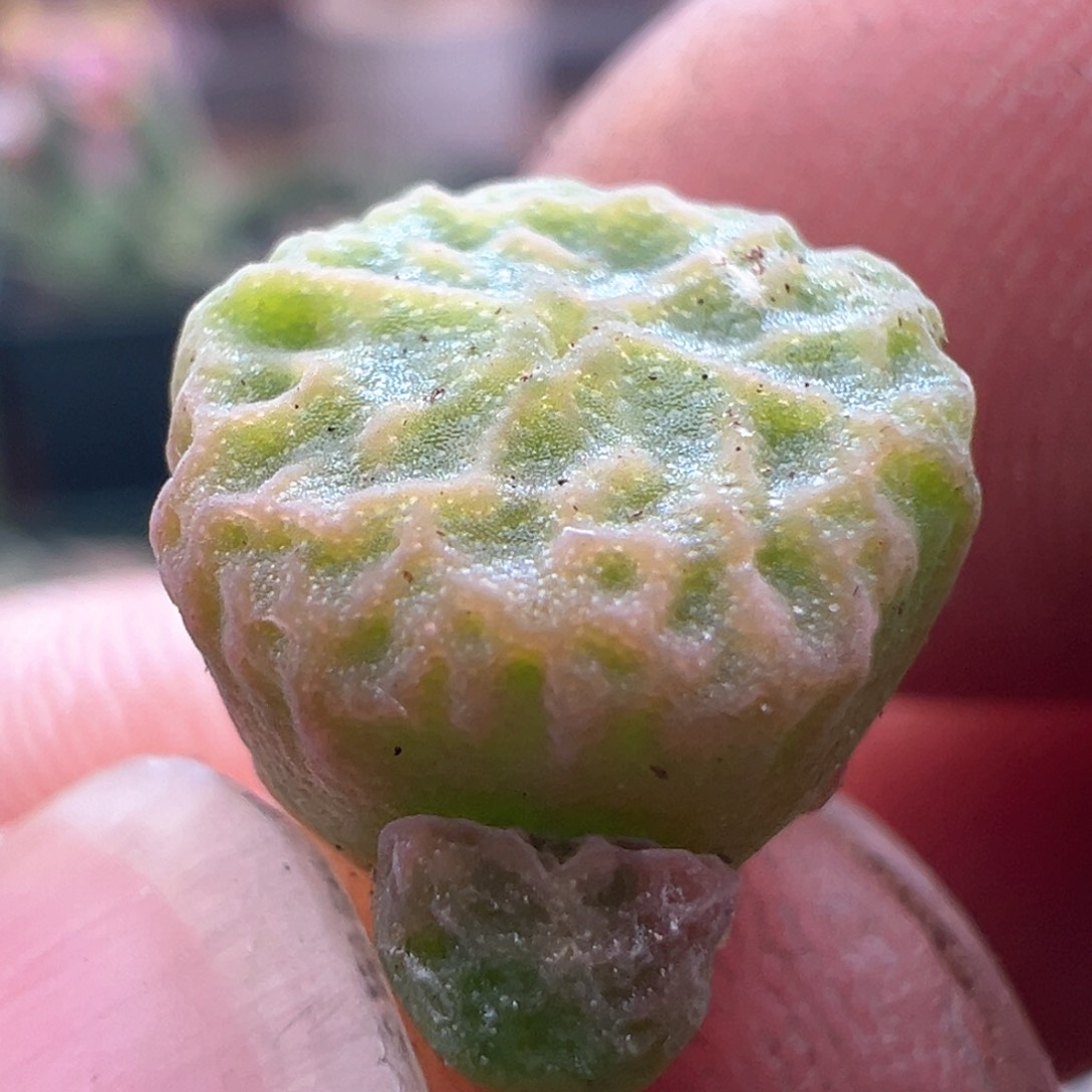 64优选dt7778超烧