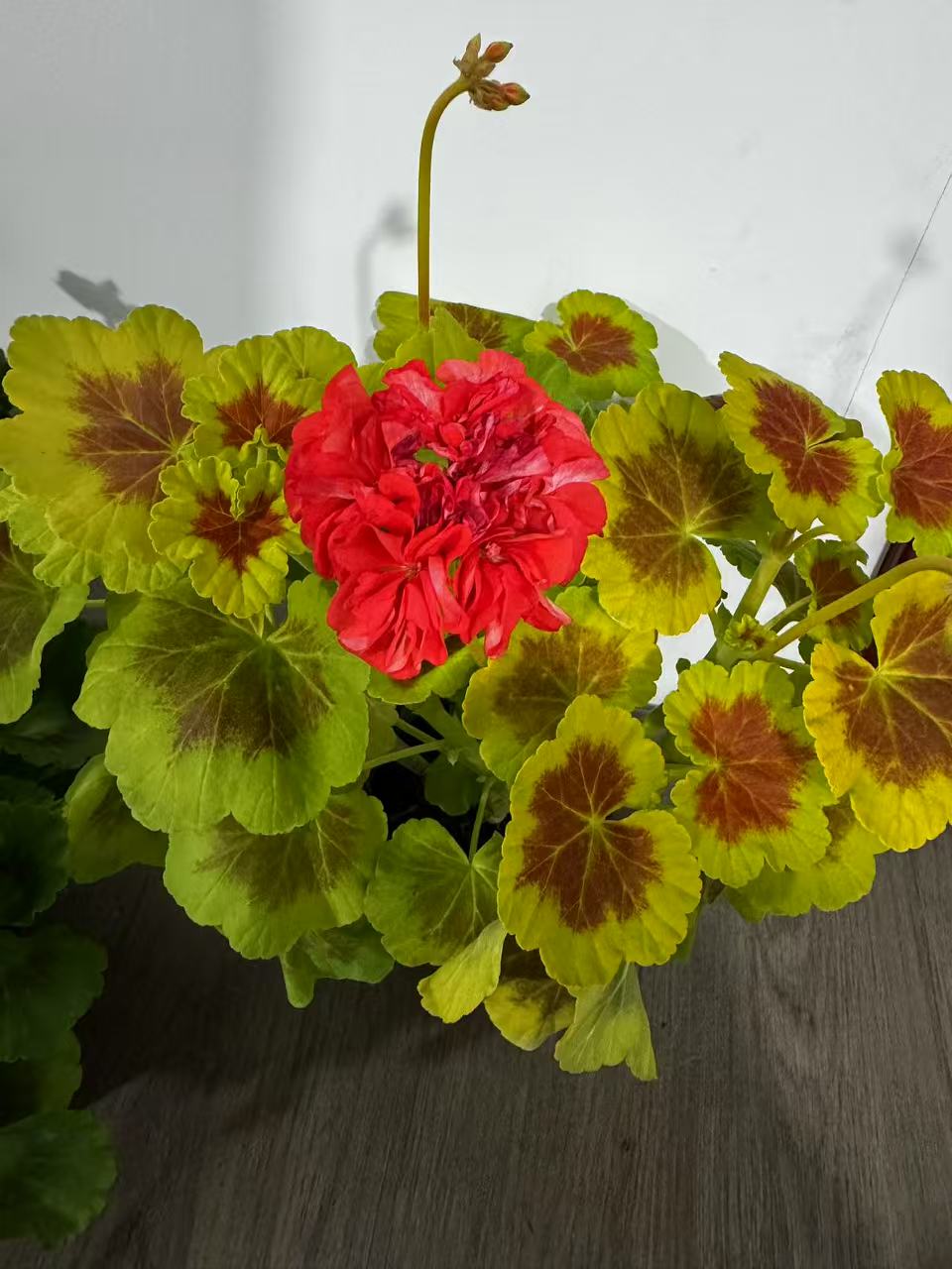 【青梧】神盾天竺葵（福利品）