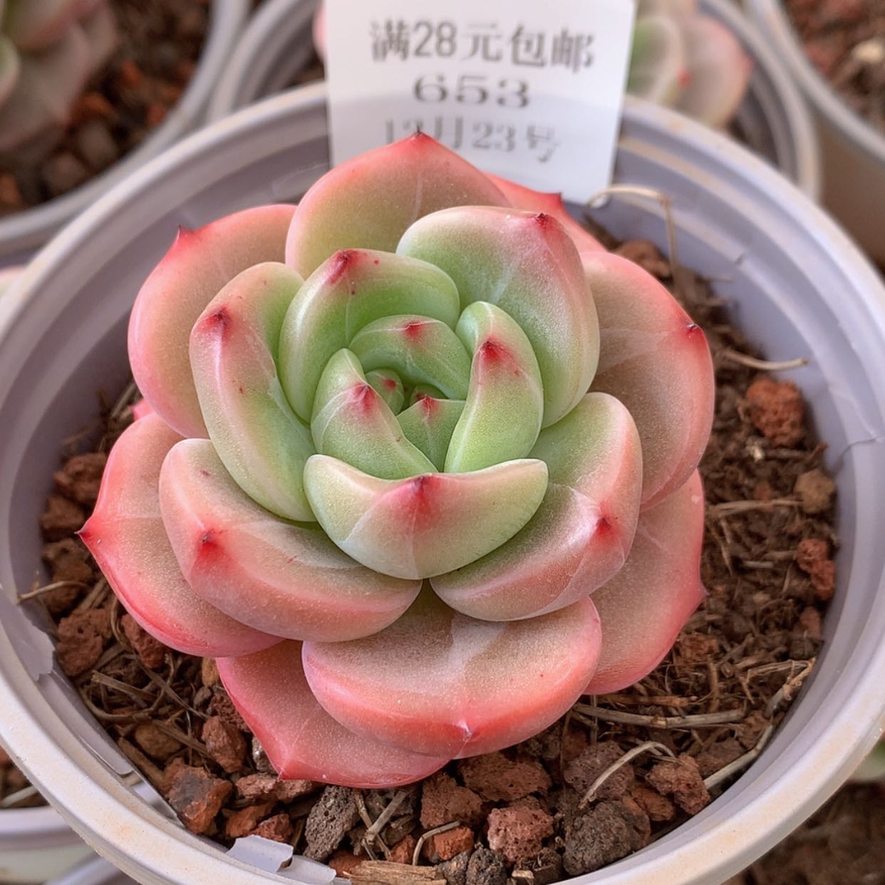 【闪购商品】云653号香槟杂5厘米