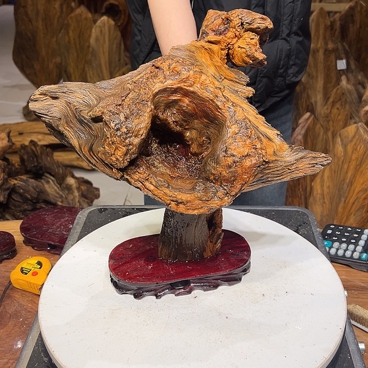 松木（琥珀木）蔡*