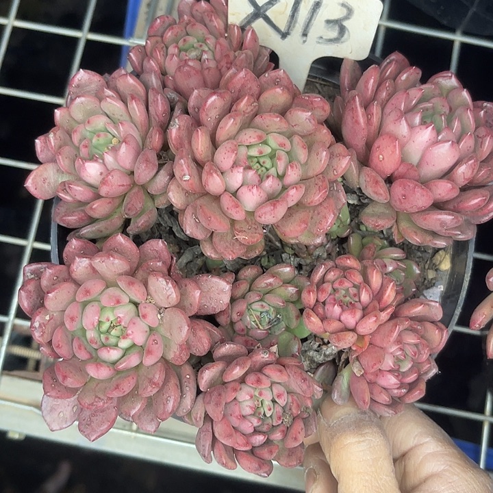 两单包邮，一物一拍113