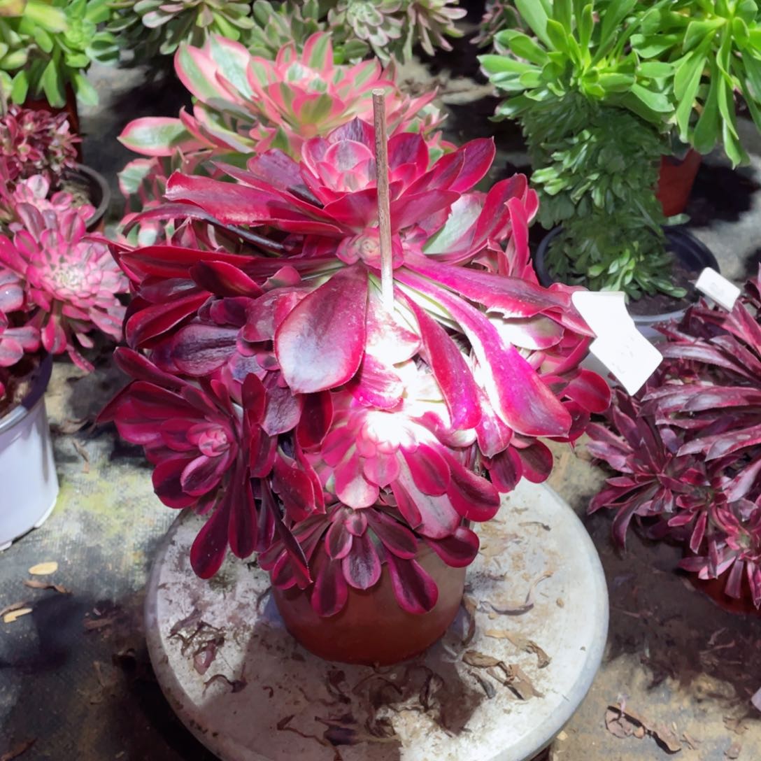 多肉植物美杜莎763