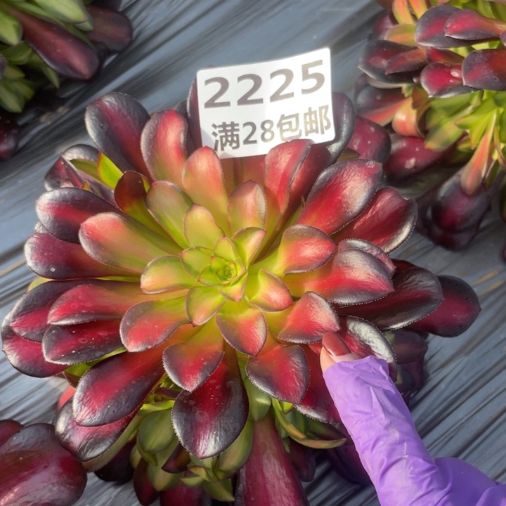 2225一号棚夕阳多肉植物M