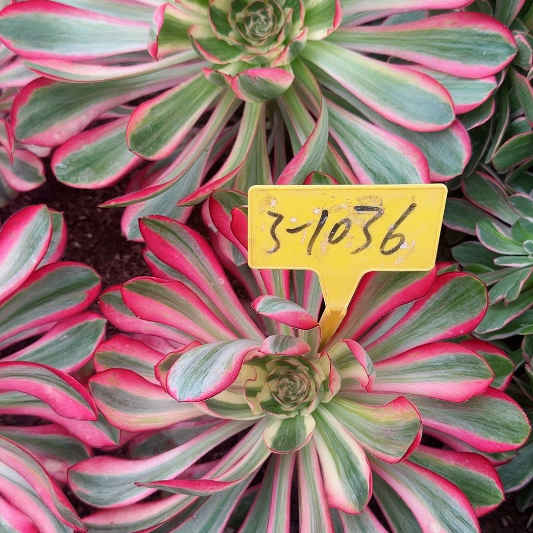 3-1036--+无毒白多头多肉