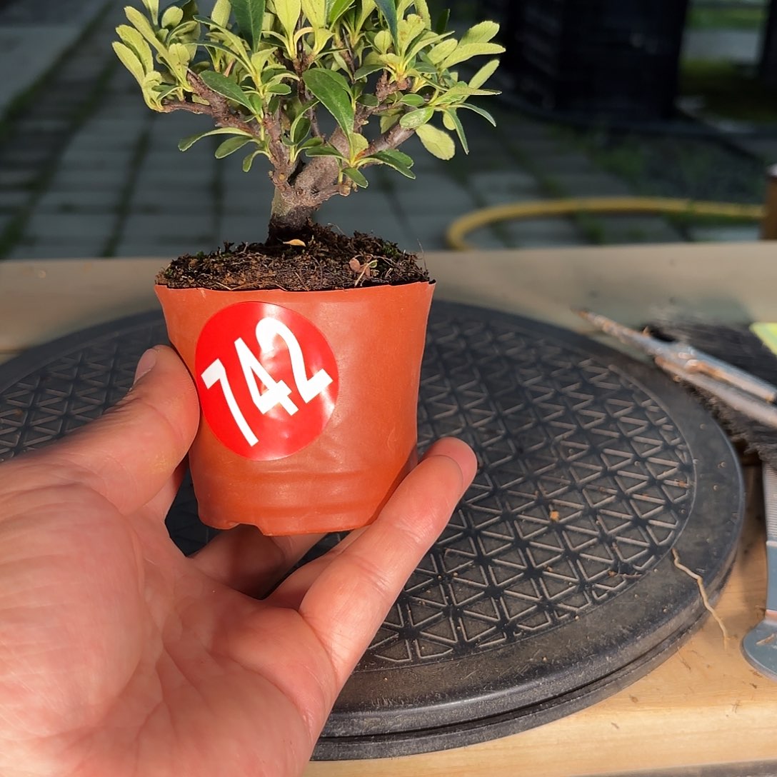 别***o一颗不留742号