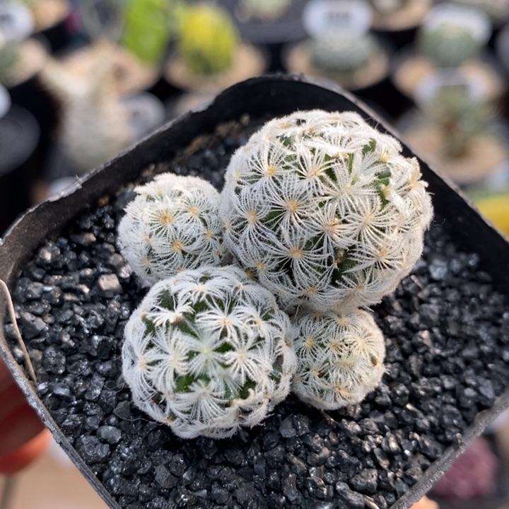 实生杜威丸群生322号4.2cm