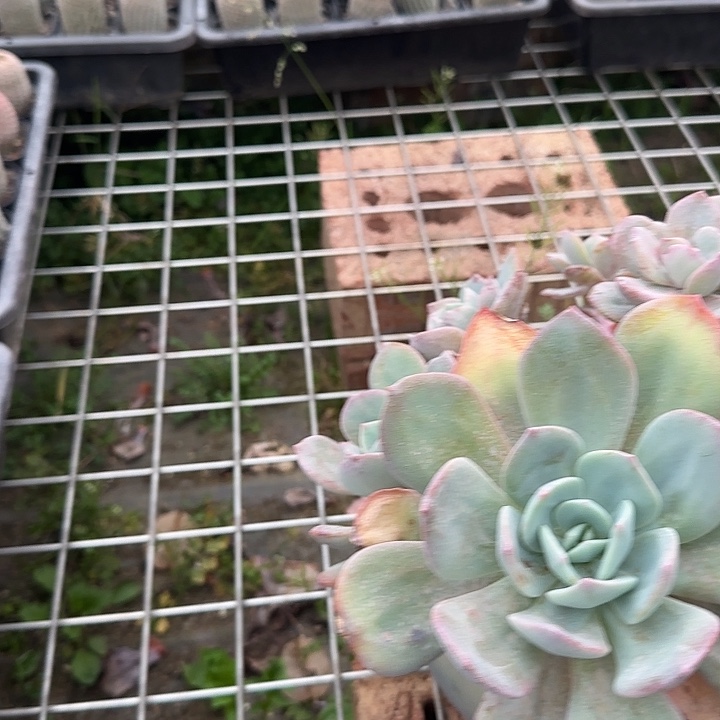 尘738不售后白凤脱土发货不退不换