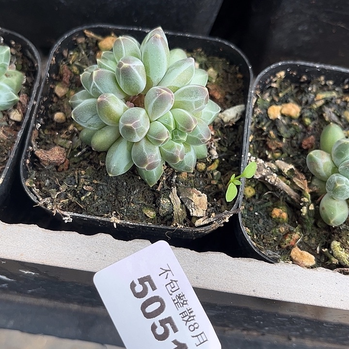 阿雅园艺。     5051伊卡鲁斯