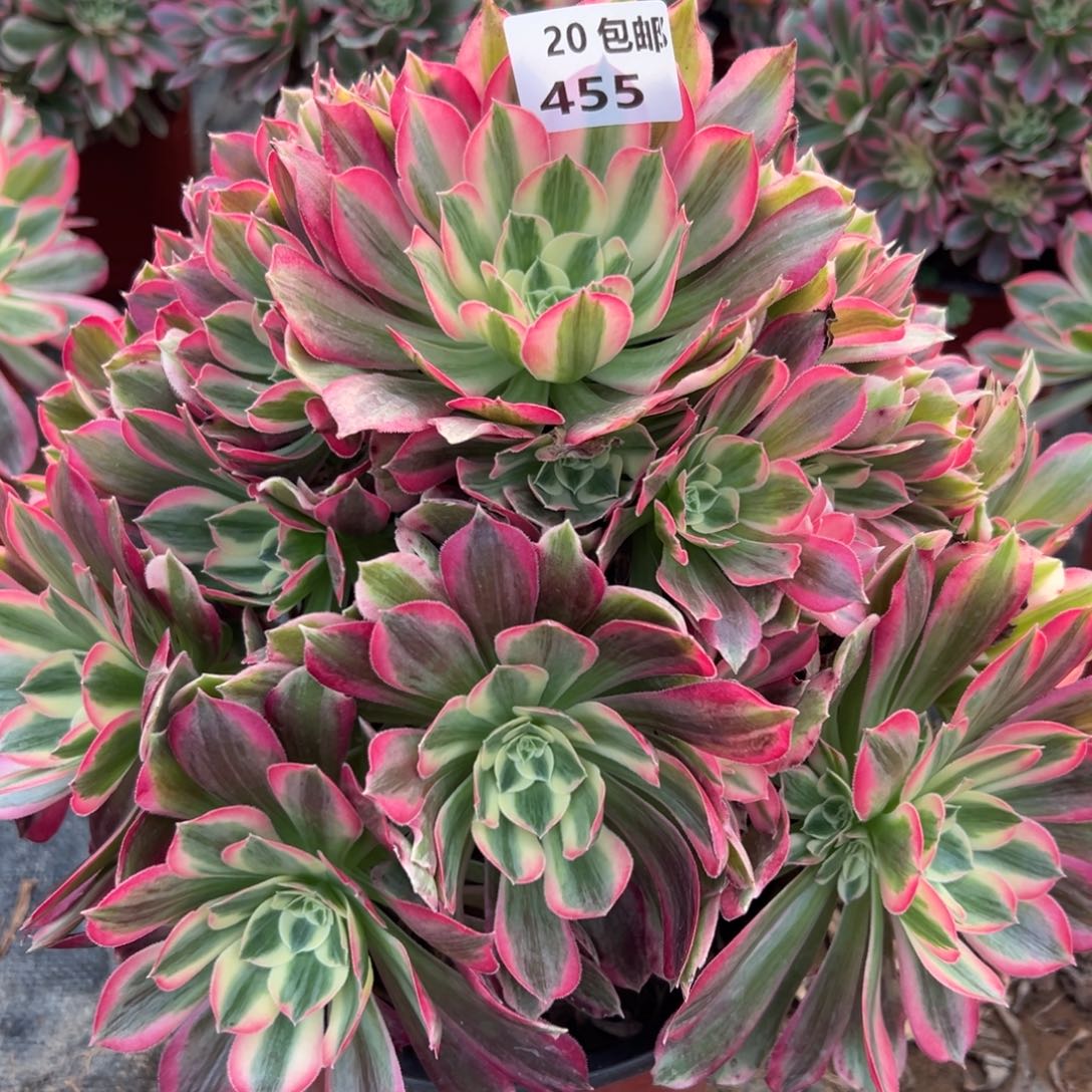 455男神，满20包邮嘟叮熊