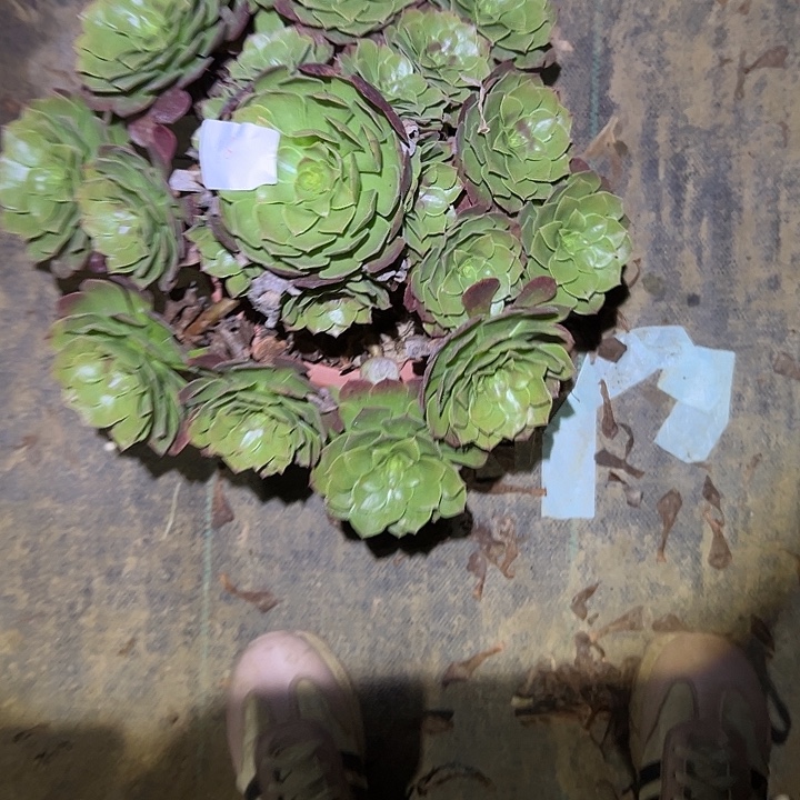 青***瓷不包断枝一物一拍16