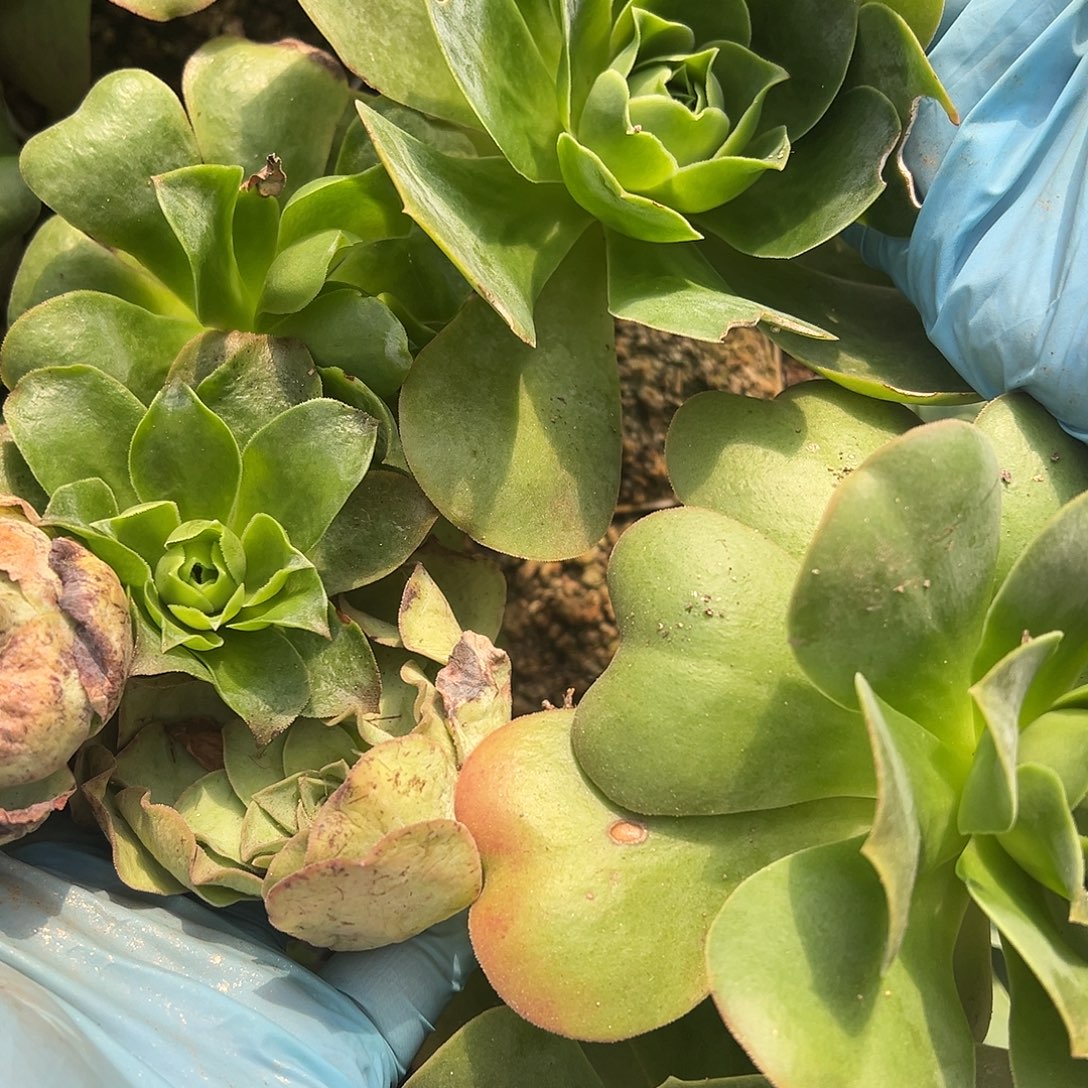 有***无露妮413-2休眠包子+2小老桩+1大桩