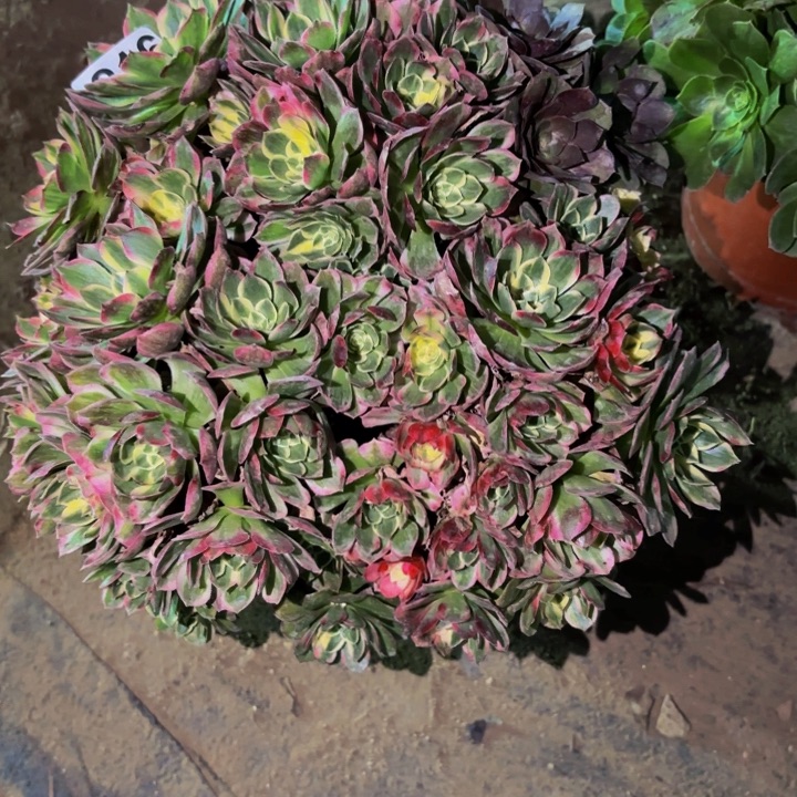 816海仙多肉植物不售后