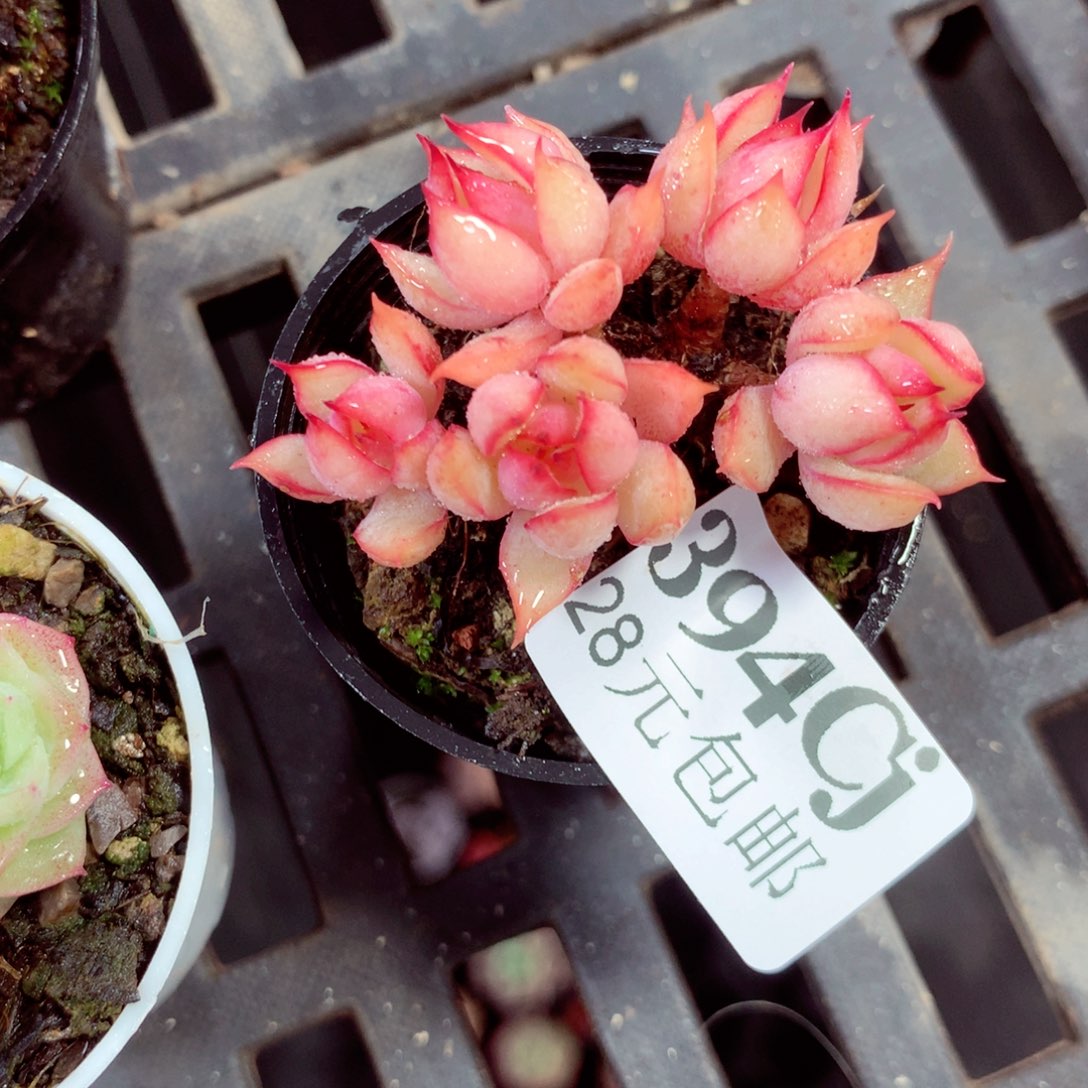 5厘米盆精控多肉394