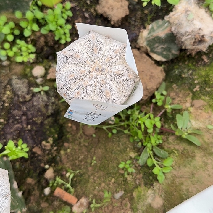 超***旺仙人球开机嫁接嫁接