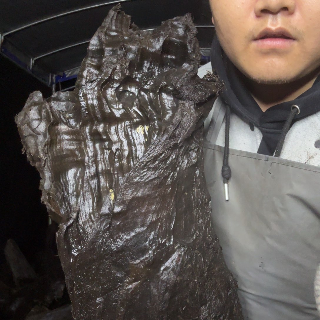 香榧木金丝楠小叶桢楠