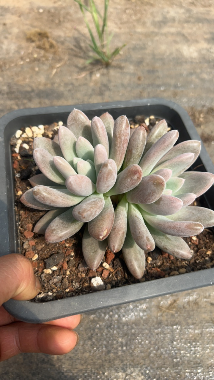 沃家正版哥特萝莉乒乓福娘锦多肉植物
