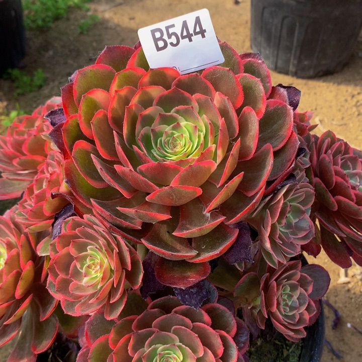 全部花朵544粉花妖