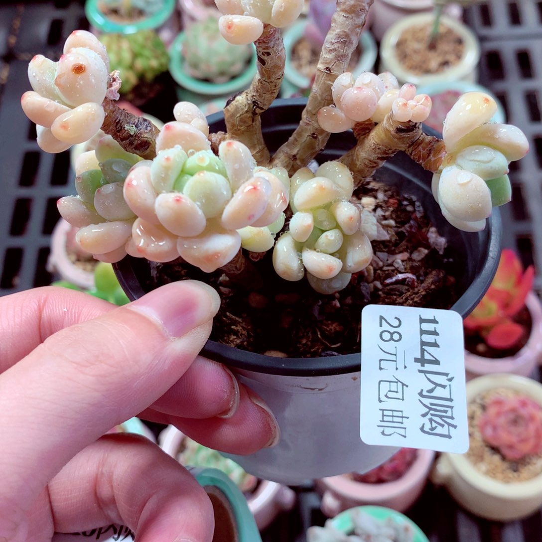 9cm种植盆劳尔1114