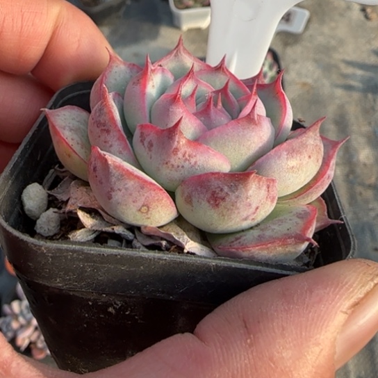 19侧影多肉植物多