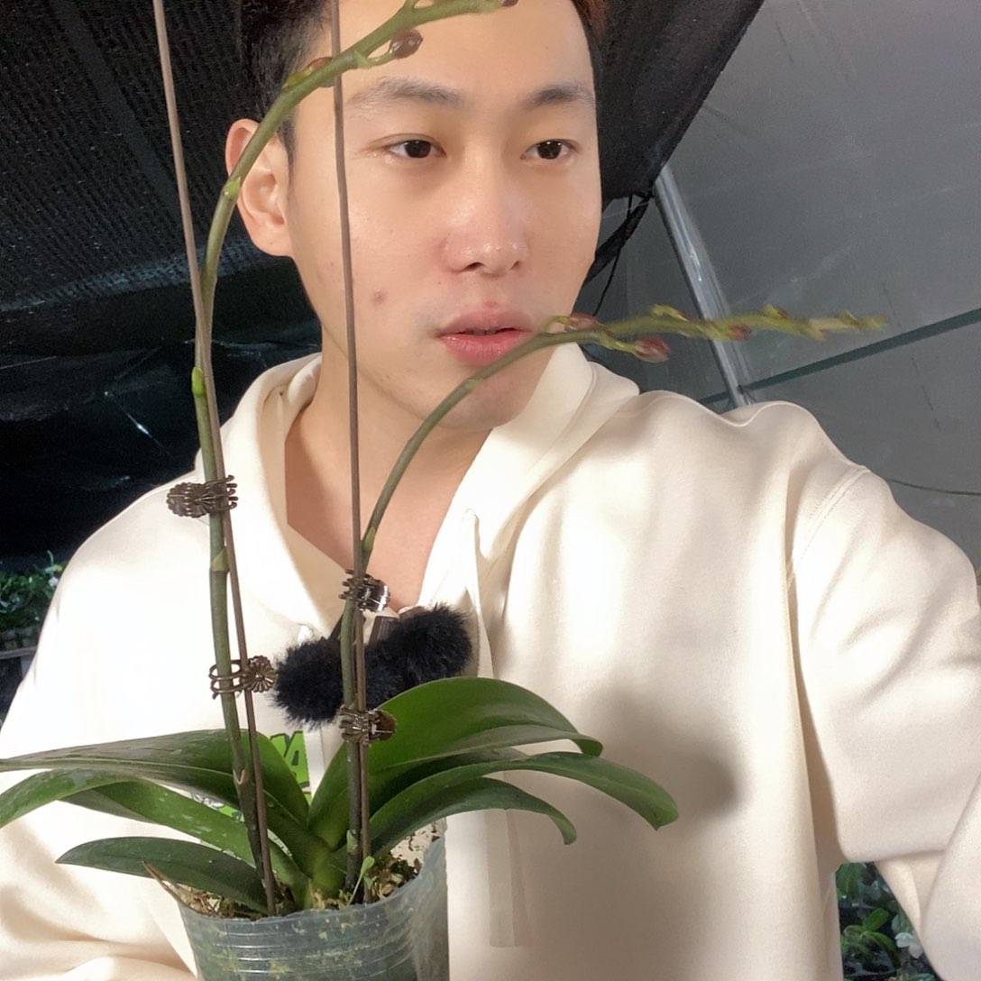 无花朵鲑鱼带花剑