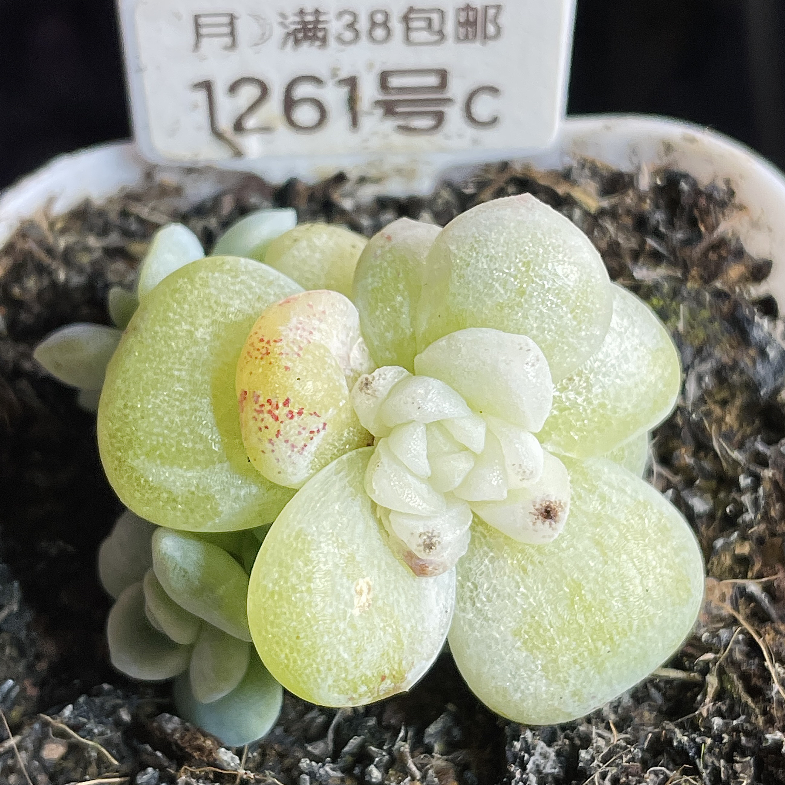 1261号冰玉石化白锦母猪体带崽六头群 6.5cm盆 一物一拍