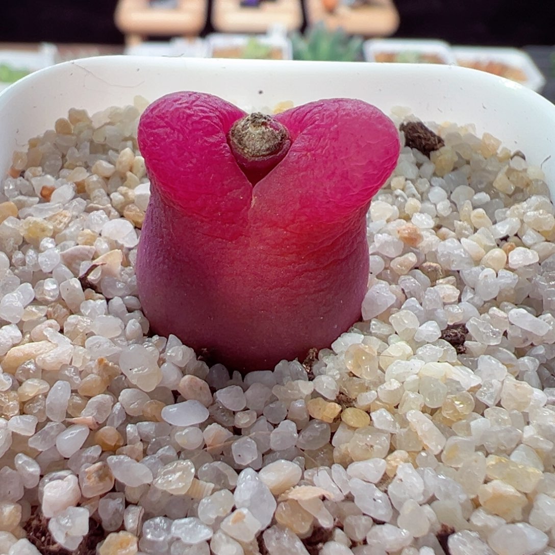 218-348.红兔子毛