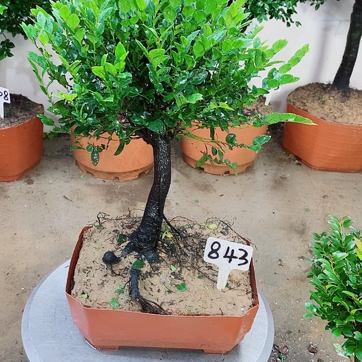 当前无花栽培后可以开花