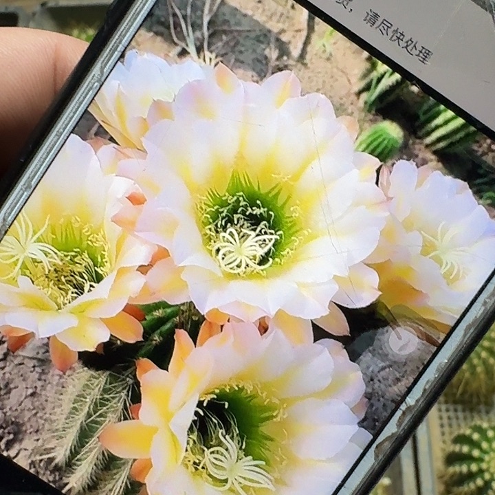 六月五侧芽5公分左右毛花柱