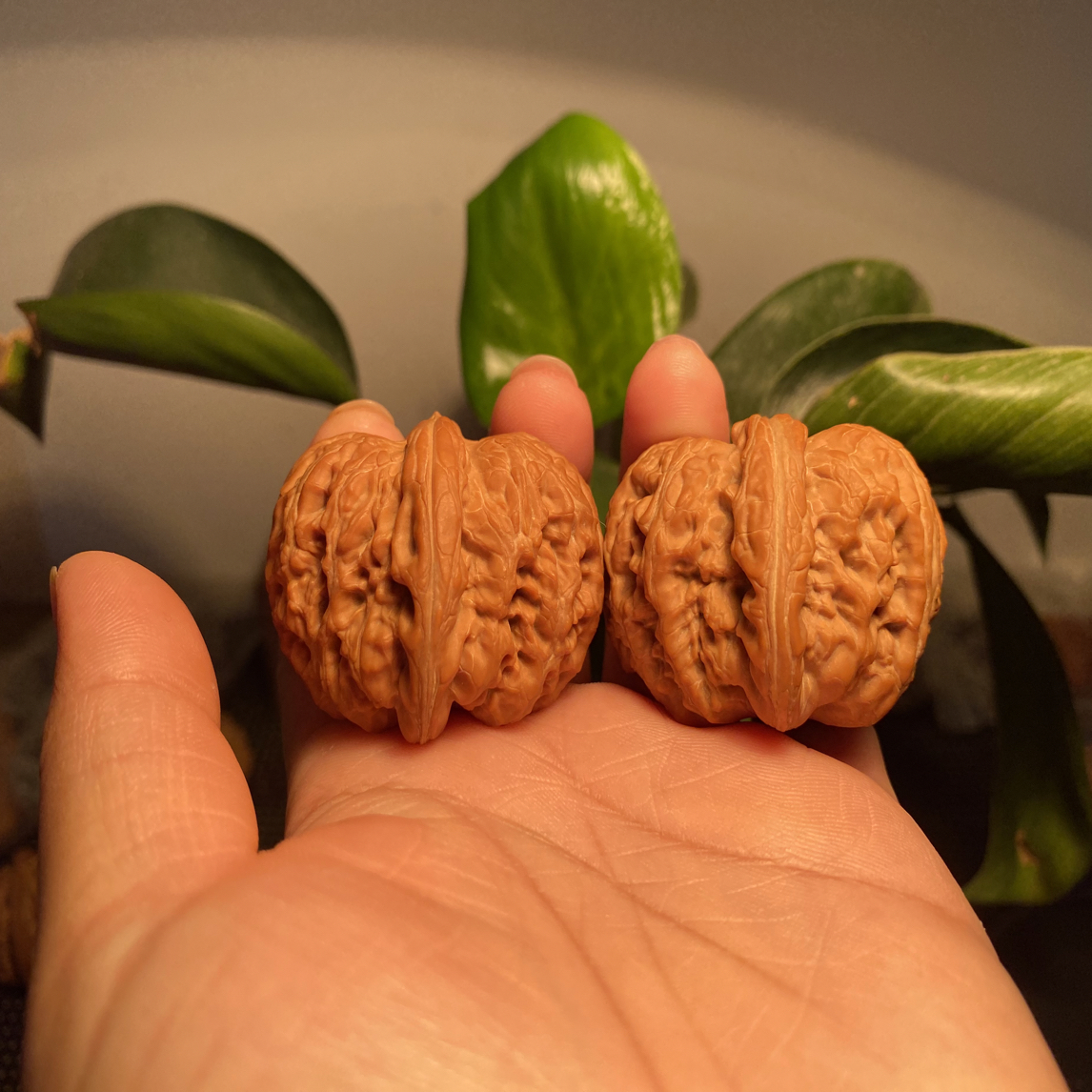 文玩核桃精品44尺寸平谷元宝一物一图