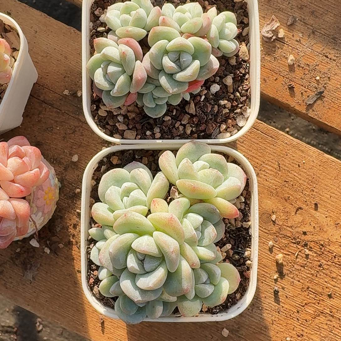 宝*呀宝儿专拍白底冰玉群包整