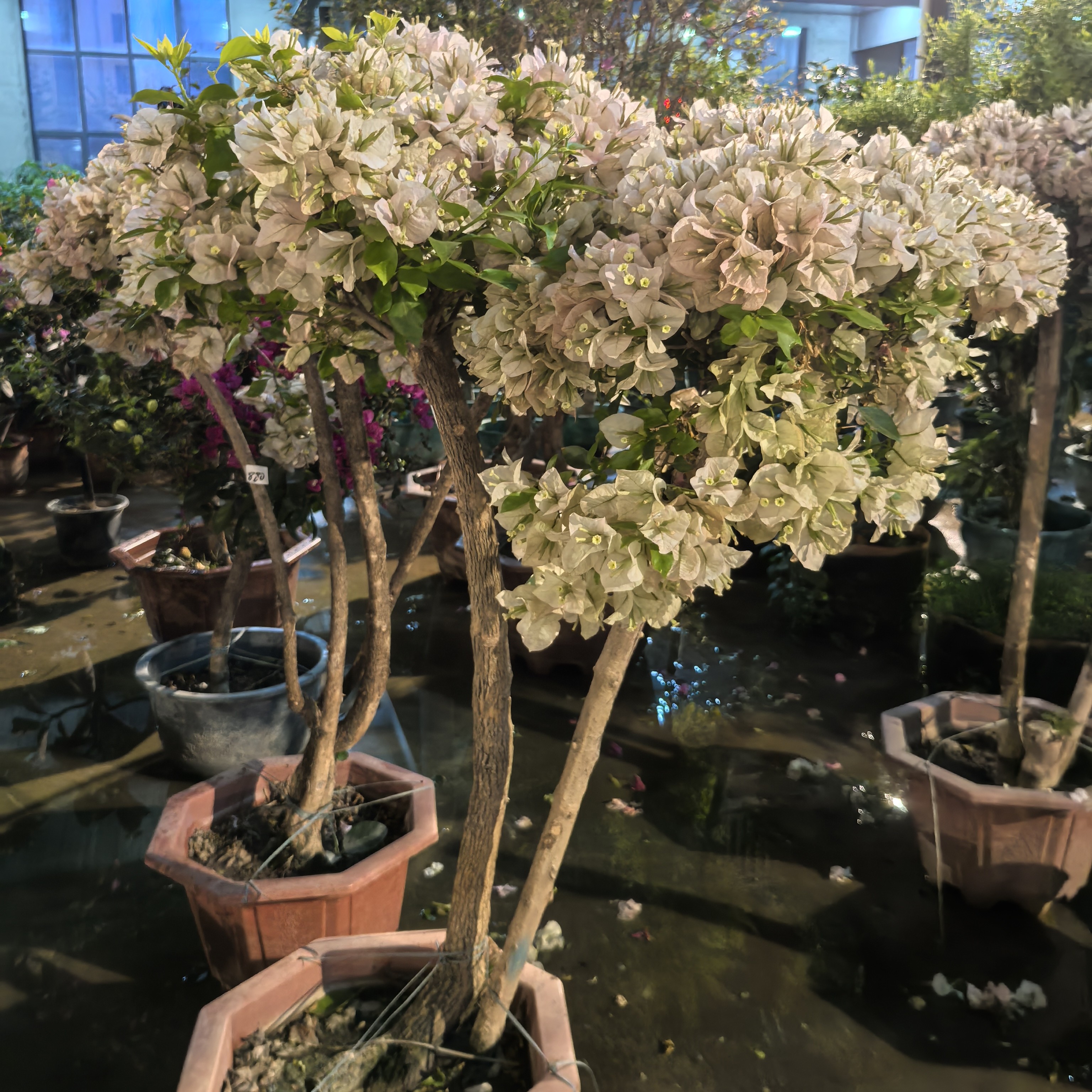 大单杆多叉三角梅