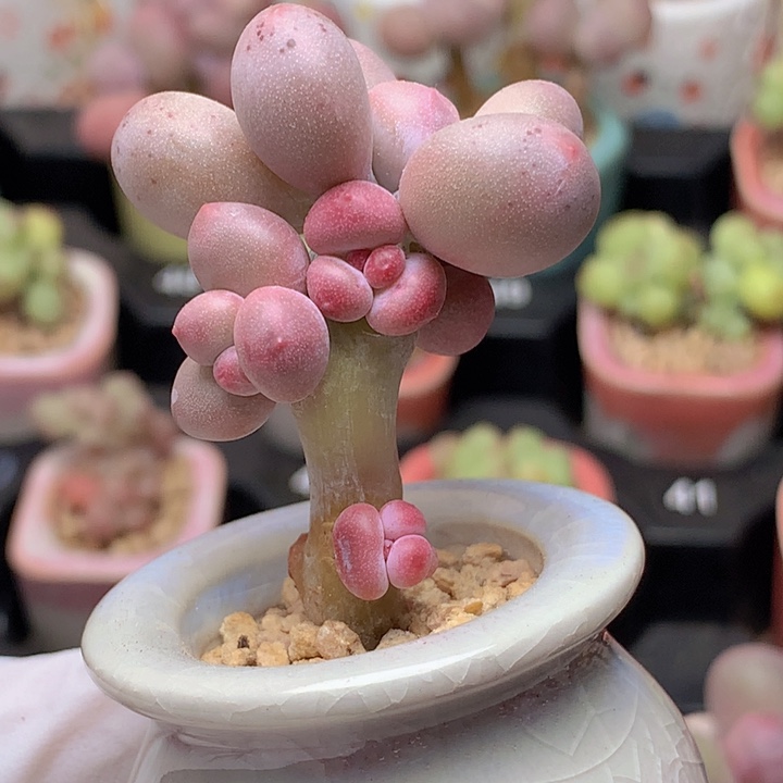 119 红宝石奶酪 木质桩 造型漂亮