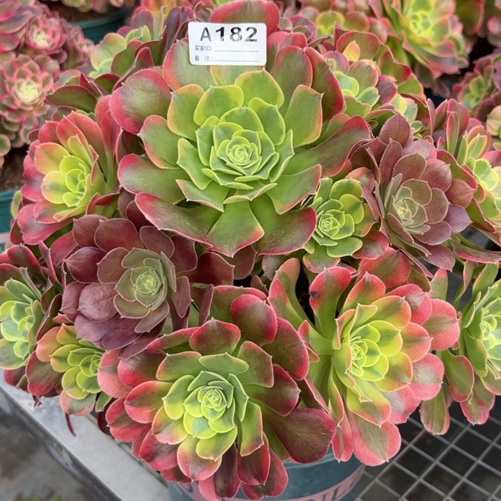182特斯拉30厘米左右多肉