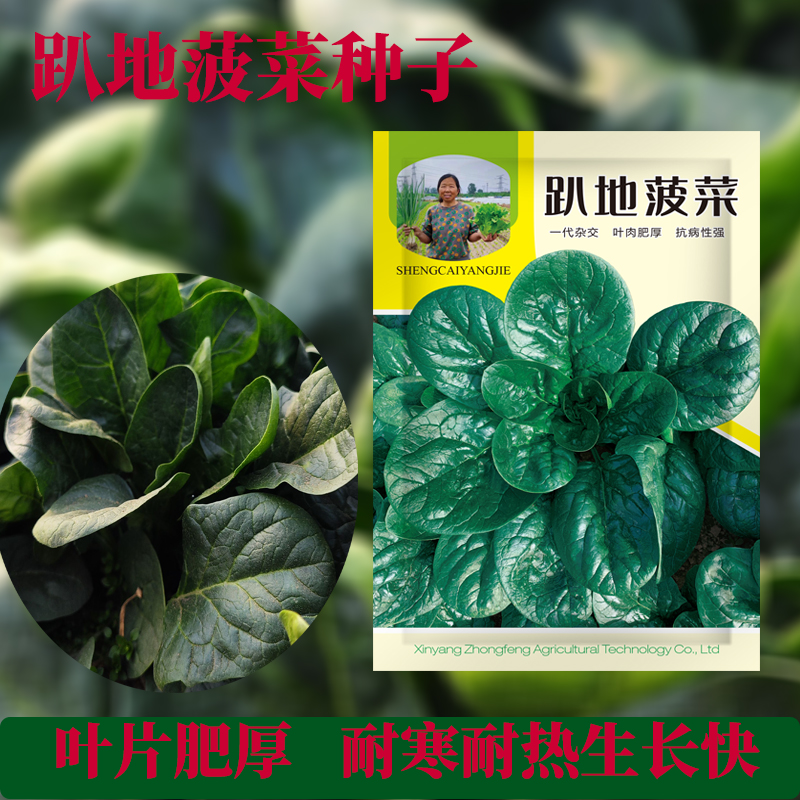 趴地菠菜种子 四季抗病耐热寒春秋农家菜园蔬菜