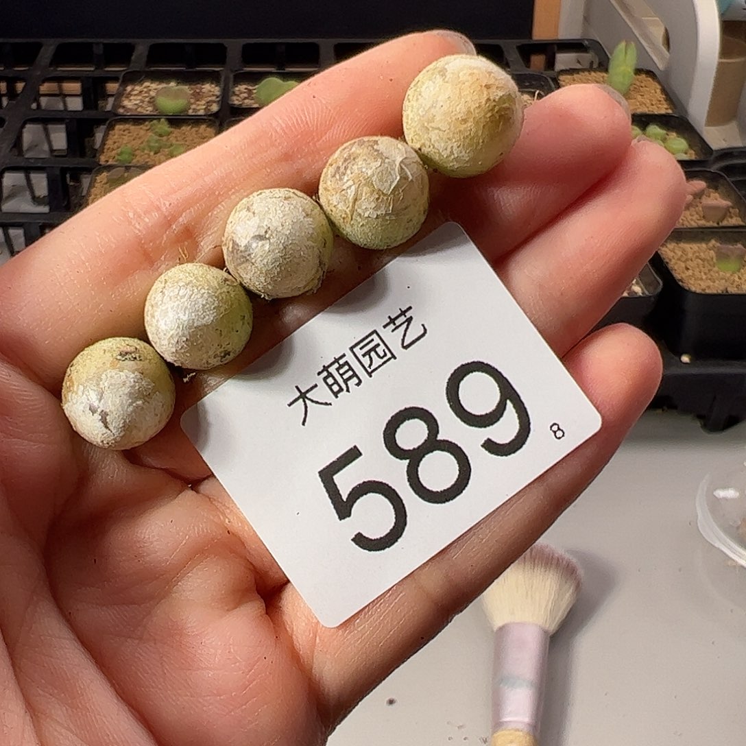 0000589 一物一拍。