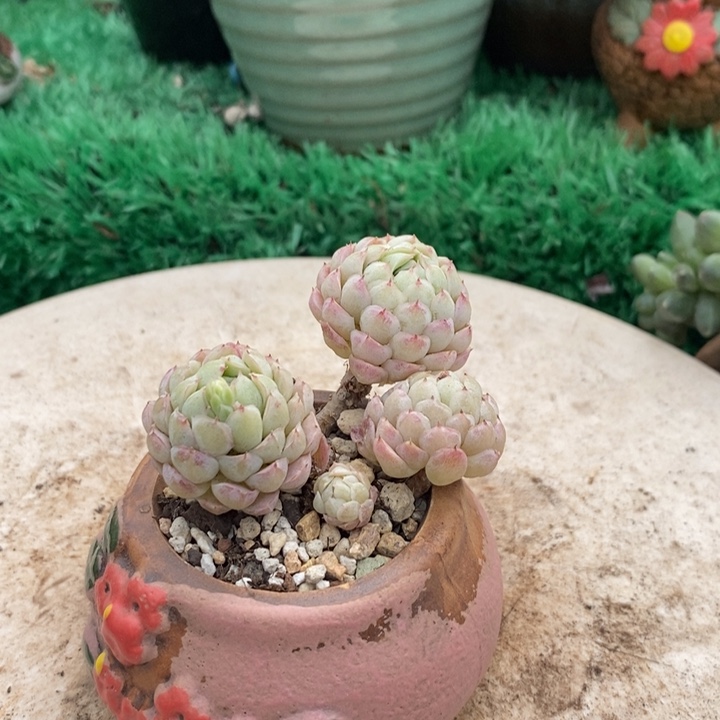 羊脂球老桩带盆土多肉