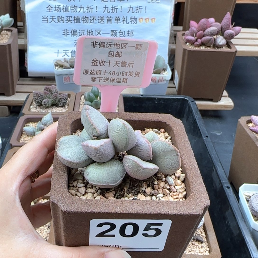 205暖阳多肉植物